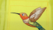 Pfaff-hummingbird-2